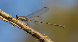 Image of Chalcolestes Kennedy 1920