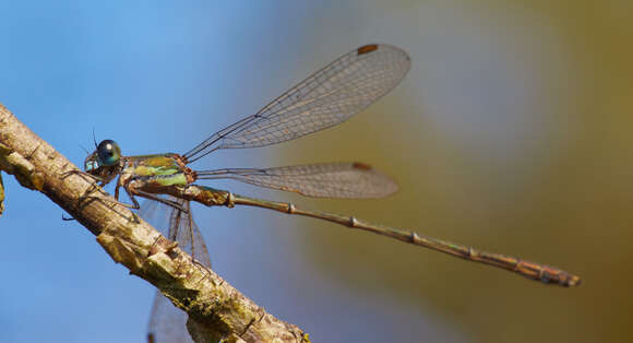 Image of Chalcolestes Kennedy 1920