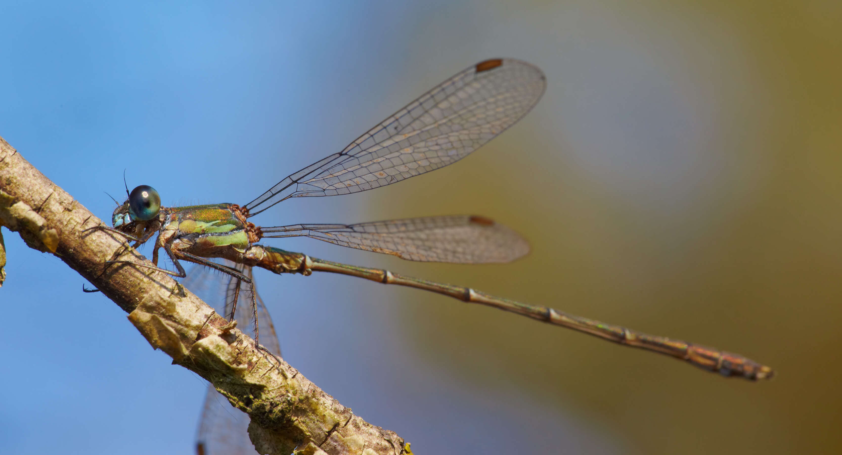 Image of Chalcolestes Kennedy 1920