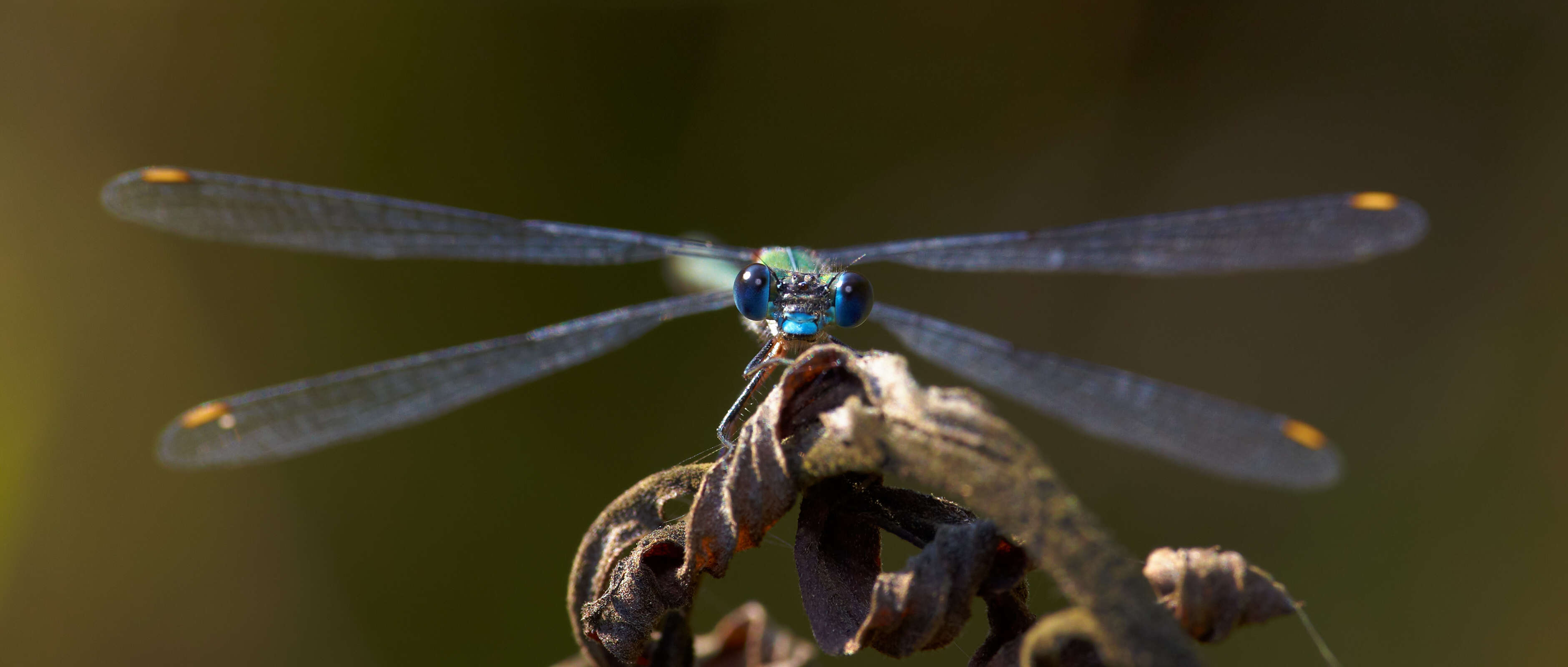 Image of Chalcolestes Kennedy 1920