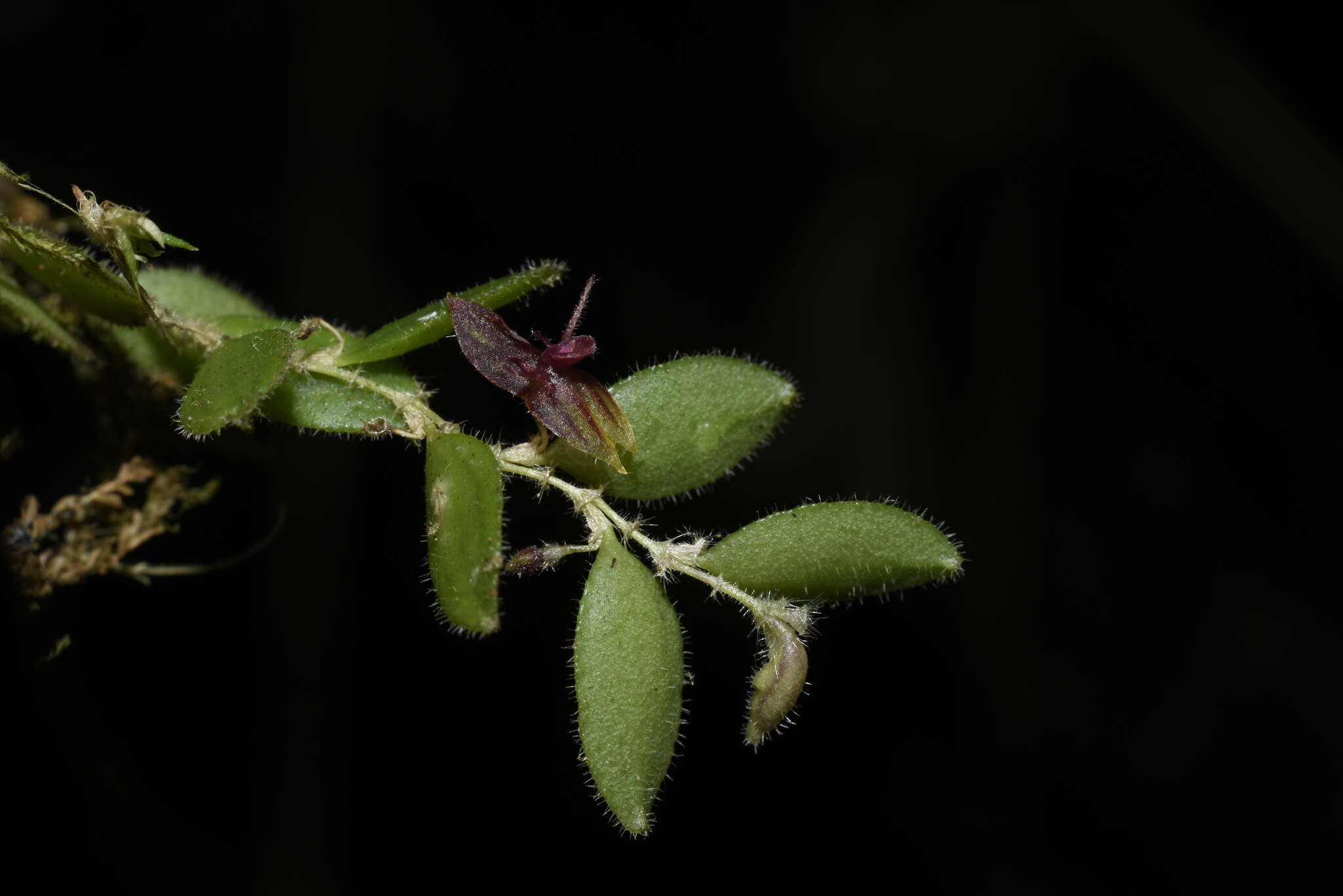 Image of Andinia lueri