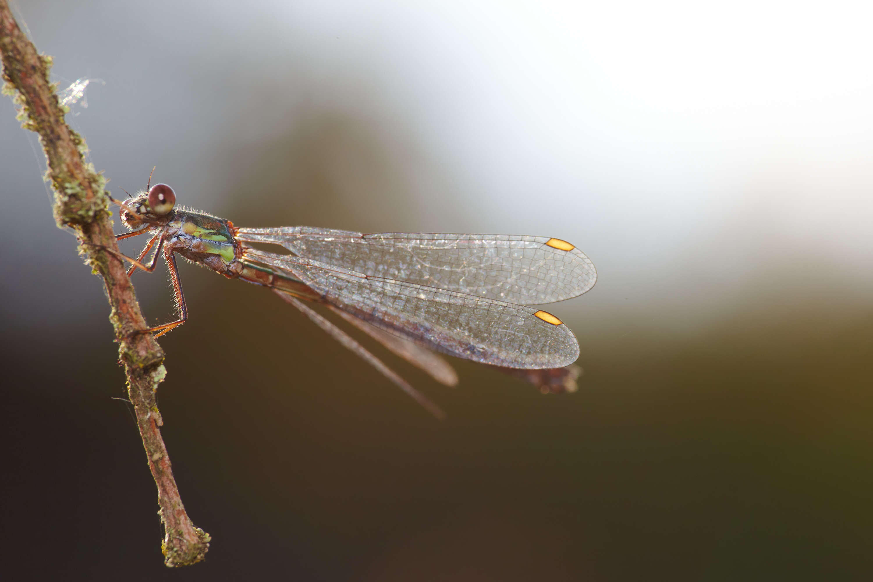 Image of Chalcolestes Kennedy 1920