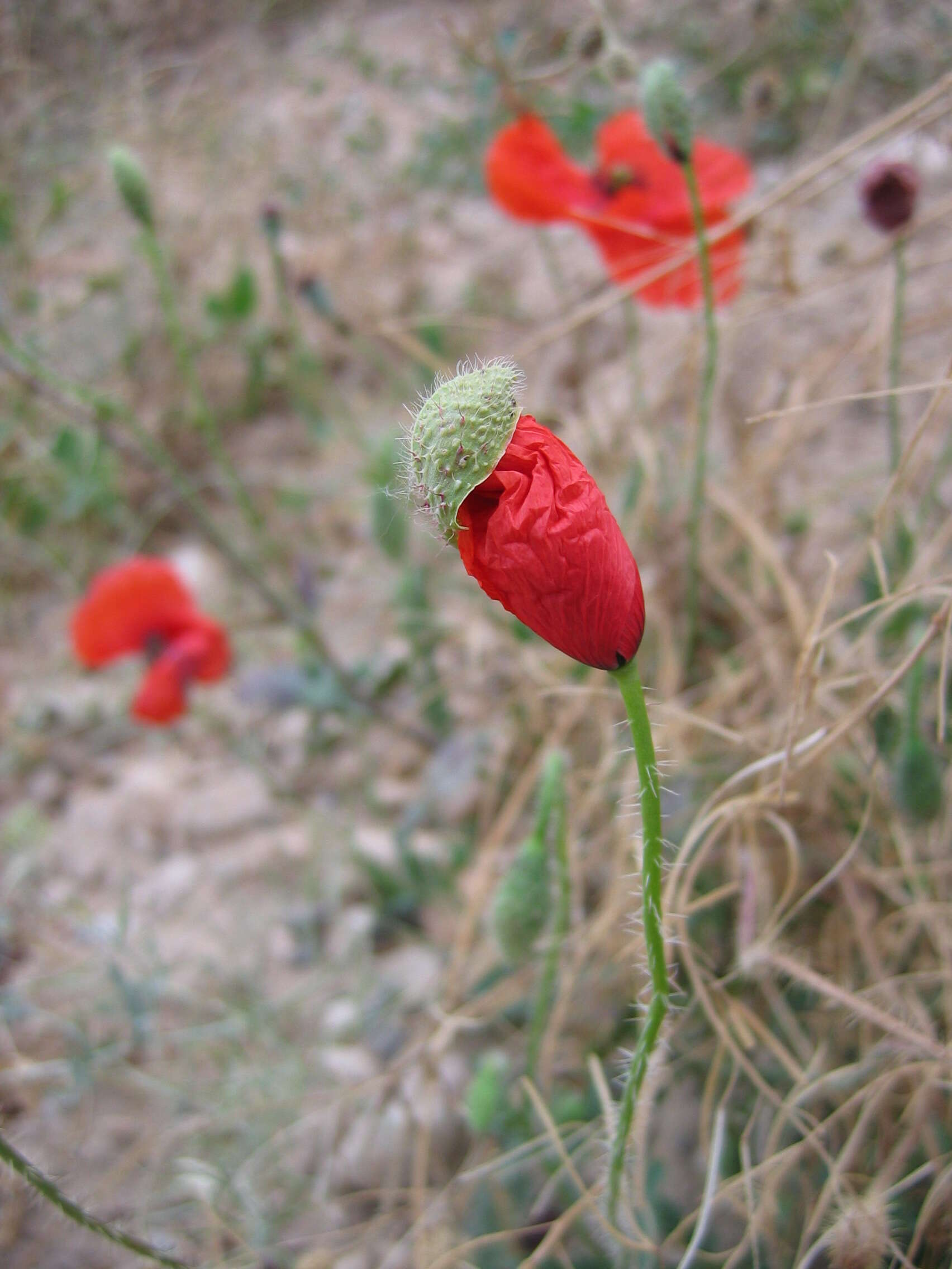 Image of corn poppy