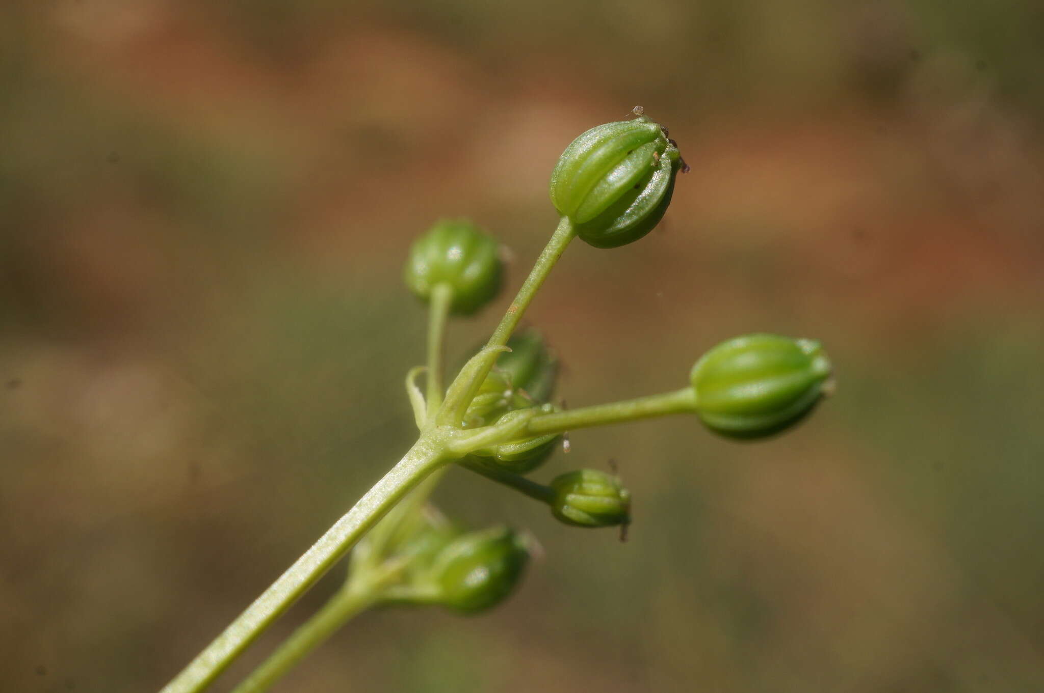 Trinia biebersteinii N. M. Fedoronchuk resmi