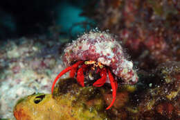 Image of red reef hermit crab