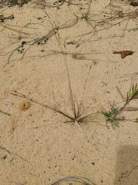 Image of capillary hairsedge