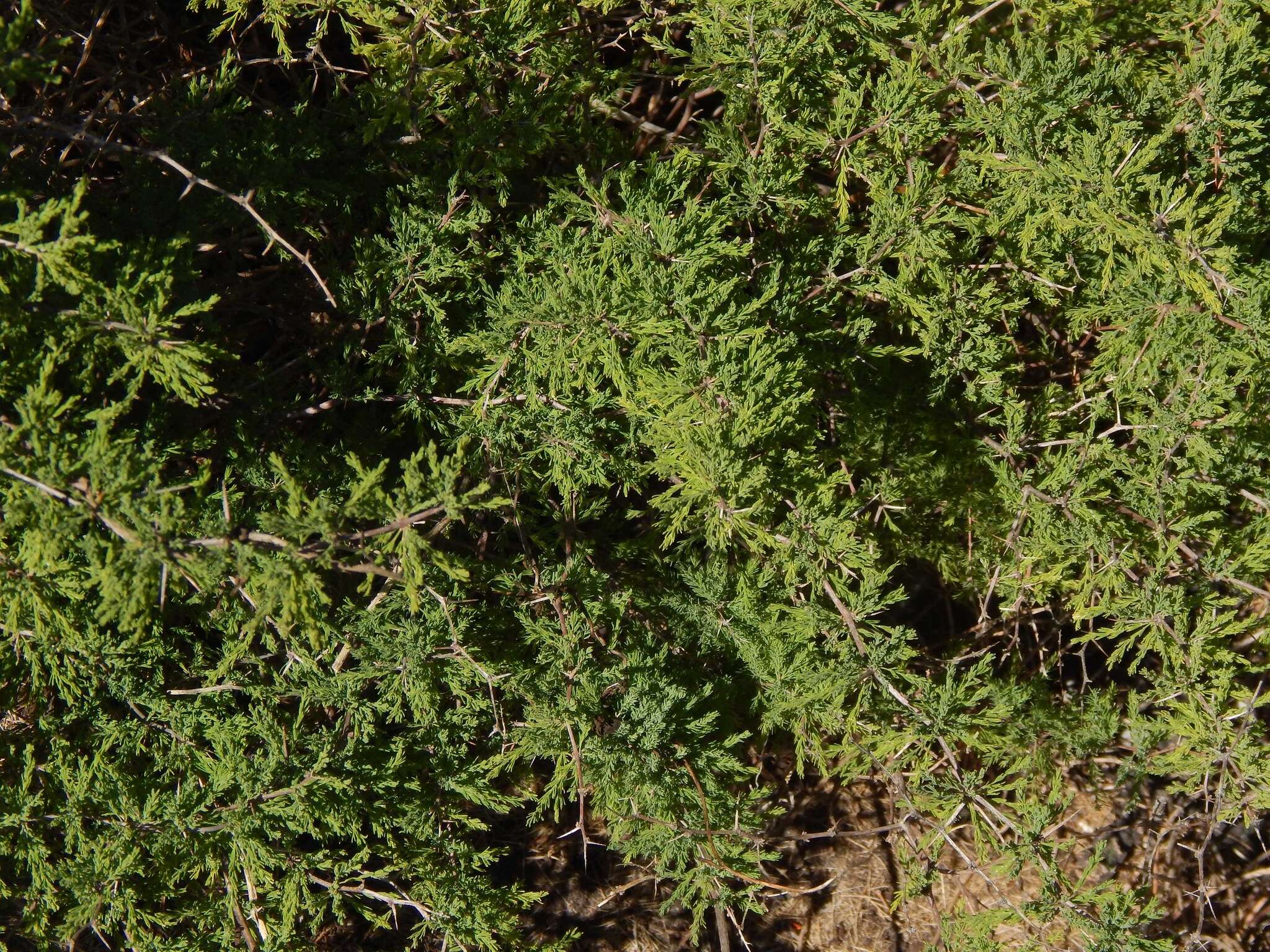 Image of Asparagus capensis L.