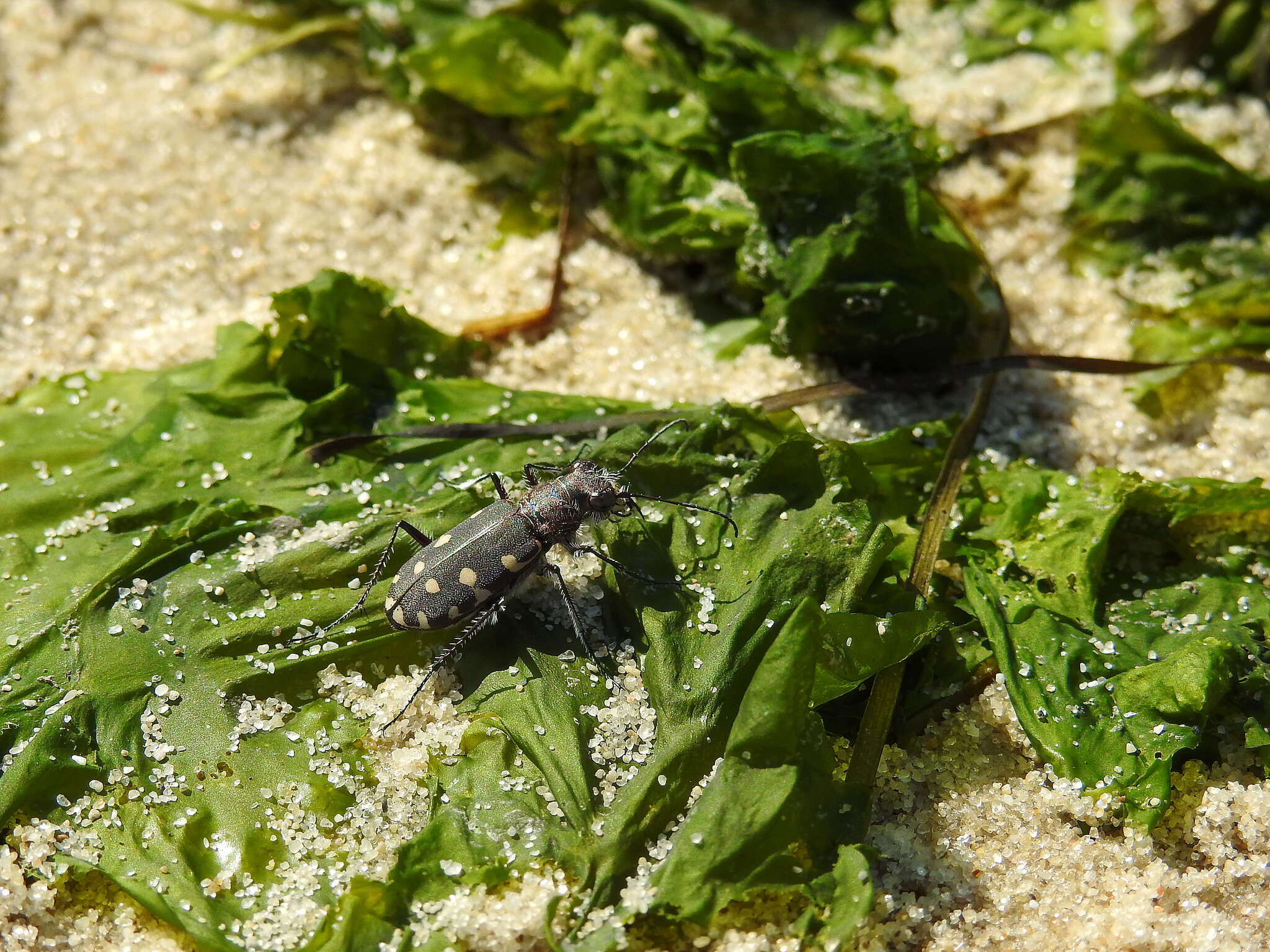 Calomera littoralis littoralis resmi