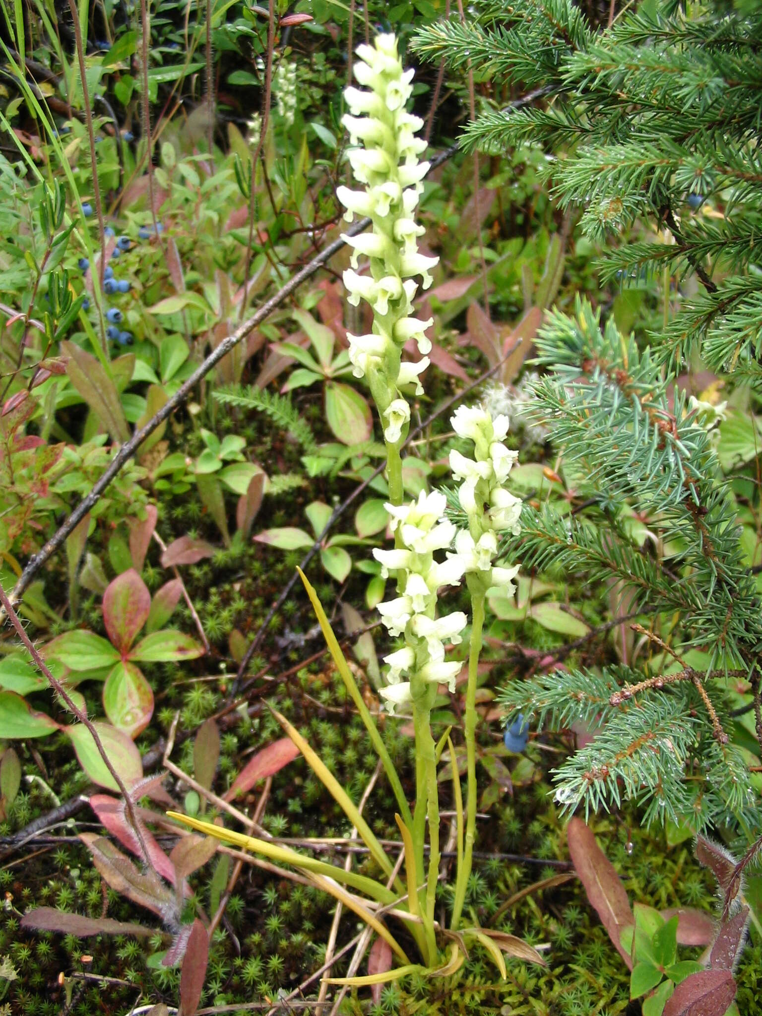 Image of hooded lady's tresses