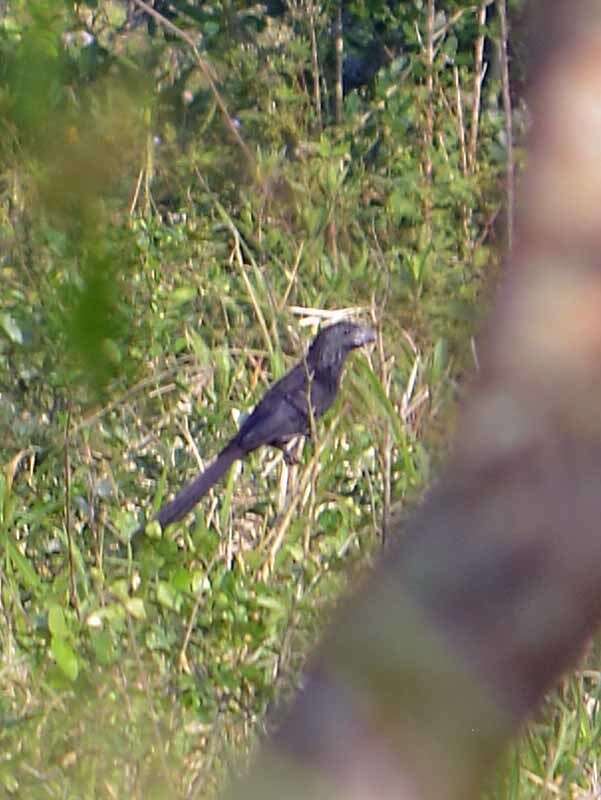 Sivun Crotophaga Linnaeus 1758 kuva