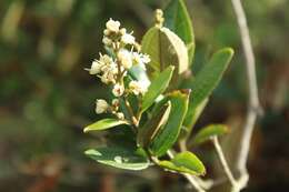 Image of Miconia squamulosa (Sm.) Triana