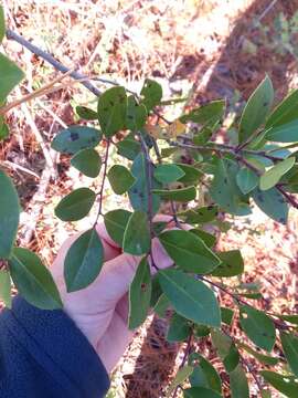 Слика од Ilex coriacea (Pursh) Chapman