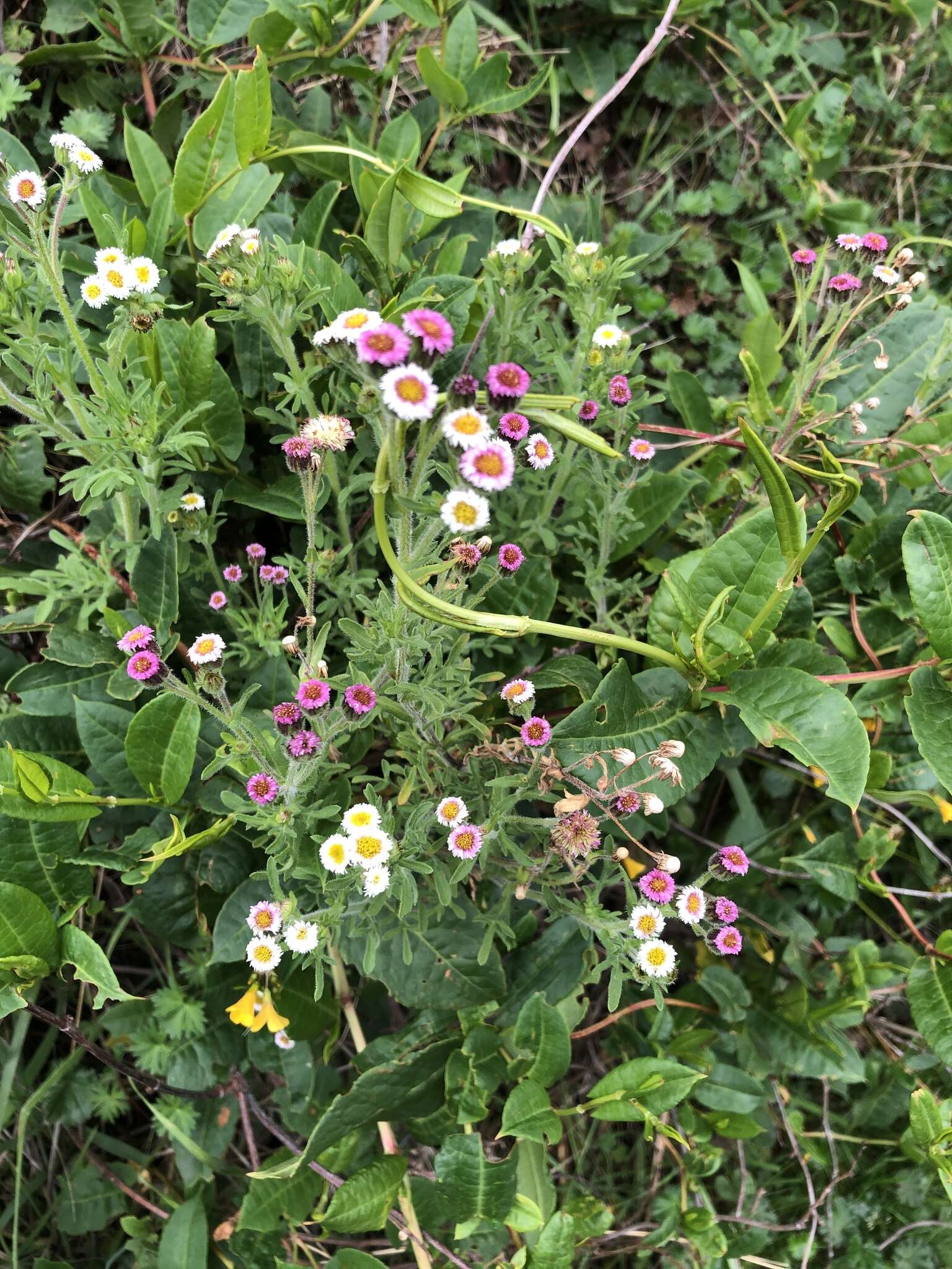 Image of Erigeron apiculatus Benth.