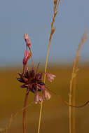 Image de Ail des jardins