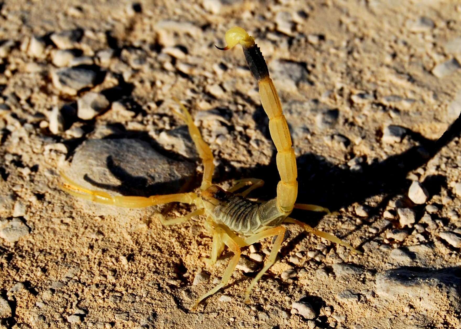 صورة Leiurus hebraeus (Birula 1908)