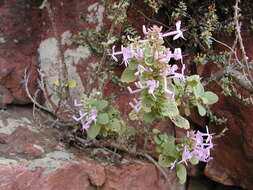Image of Thorncroftia succulenta (R. A. Dyer & E. A. Bruce) Codd