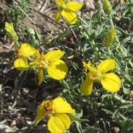 Image of Rocky Mountain zinnia