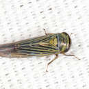 Image of Limotettix (Limotettix) nigrax Medler 1943