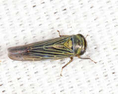 Image of Limotettix (Limotettix) nigrax Medler 1943