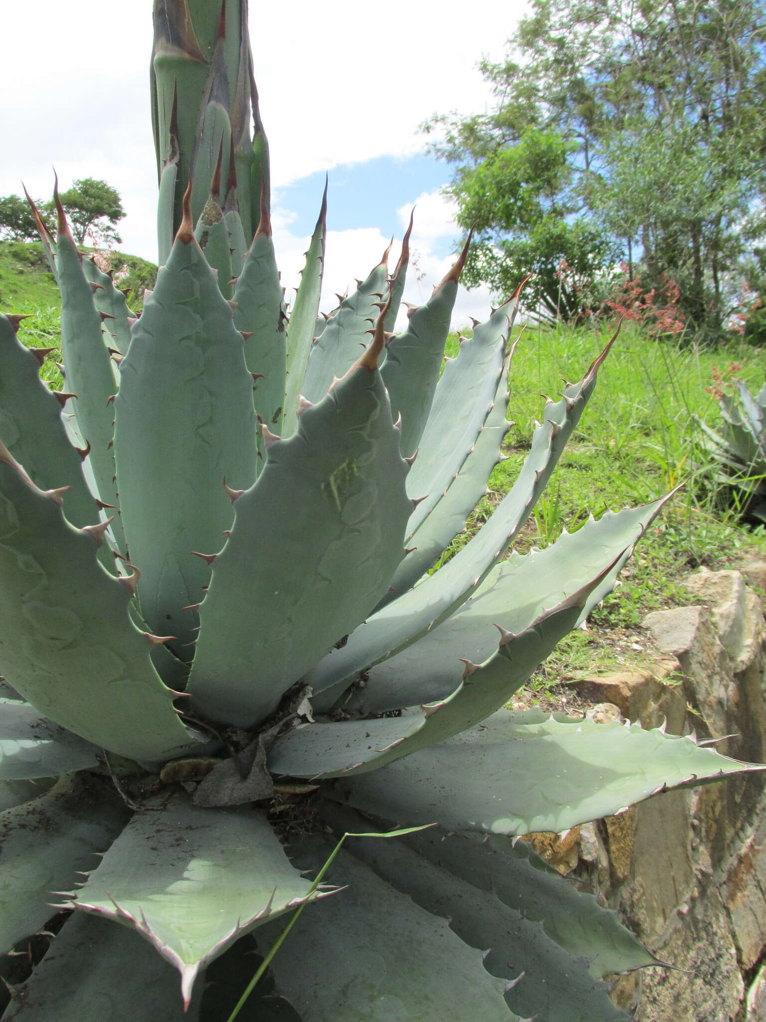 Image de Agave seemanniana Jacobi