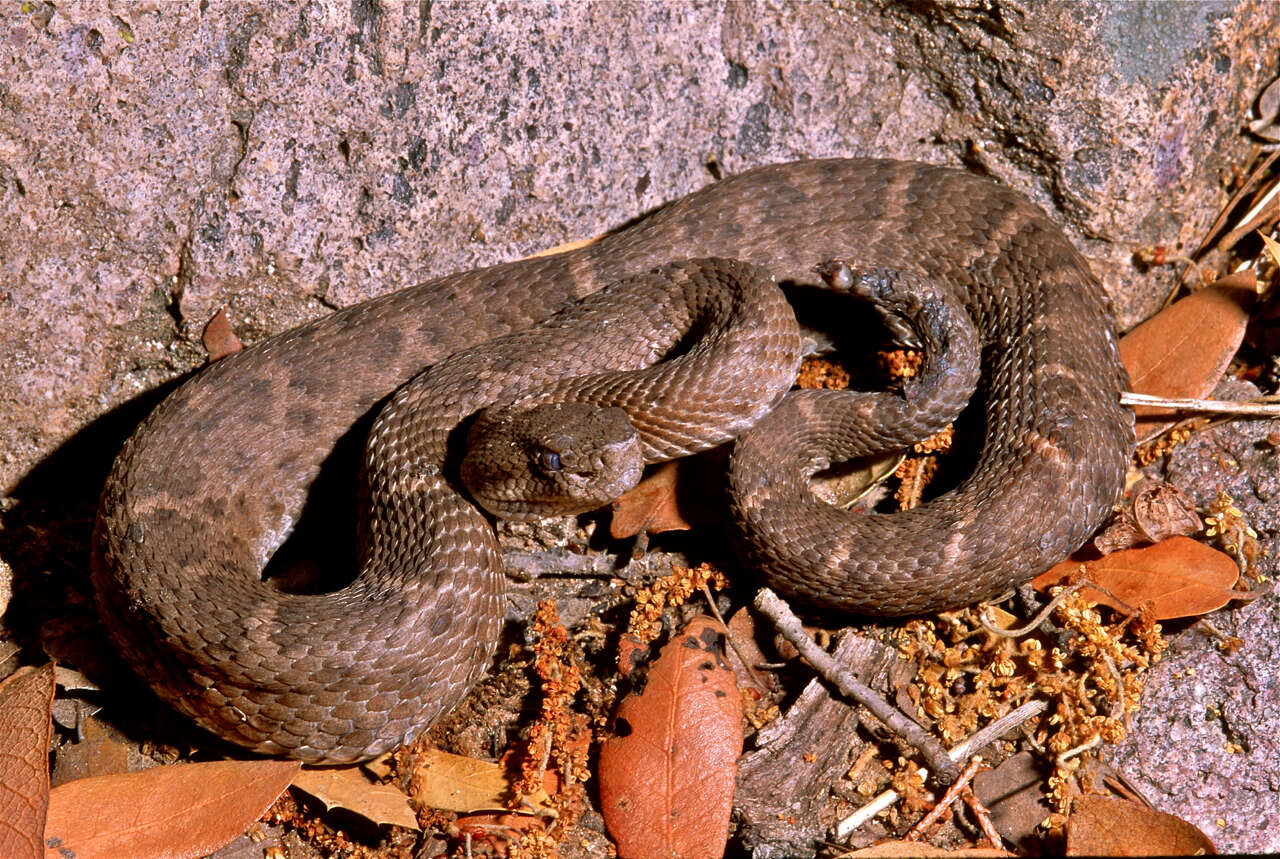 Image of New Mexican ridge-nosed rattlesnake