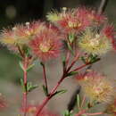 Image of Verticordia huegelii var. stylosa (Turcz.) A. S. George