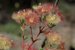 Verticordia huegelii var. stylosa (Turcz.) A. S. George resmi