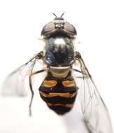 صورة Dasysyrphus creper (Snow 1895)