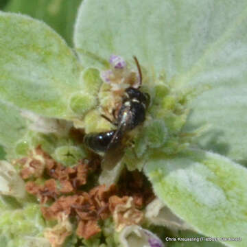 Imagem de Hylaeus leptocephalus (Morawitz 1870)