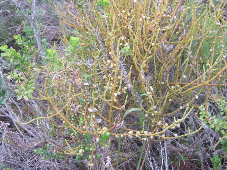 Image of Hooley Mistletoe