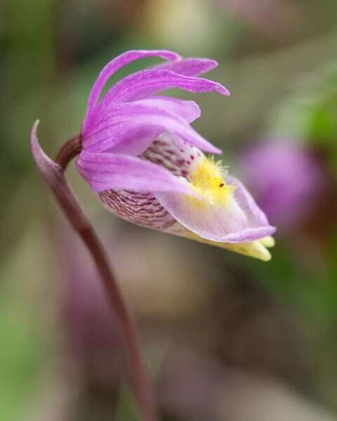 Image of fairy slipper