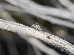 Image of Pseudomogrus dalaensis (Logunov & Marusik 2003)