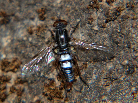 Image of Schoutedenomyia