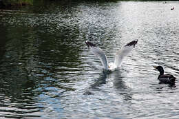 Image of Ring-billed Gull