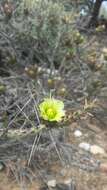 Image of Cylindropuntia tesajo (Engelm. ex J. M. Coult.) F. M. Knuth