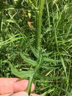 Imagem de Cirsium muticum Michx.