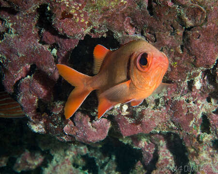 Image of Bigscale Soldierfish