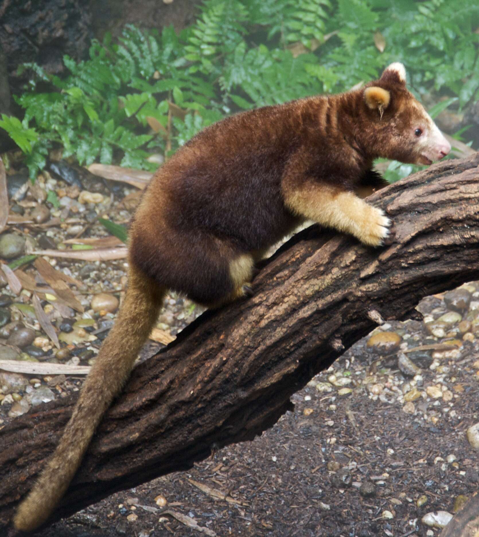 Image of Huon Tree Kangaroo