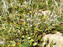 Image de Helichrysum filicaule Hook. fil.