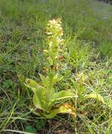 Image de Satyrium odorum Sond.