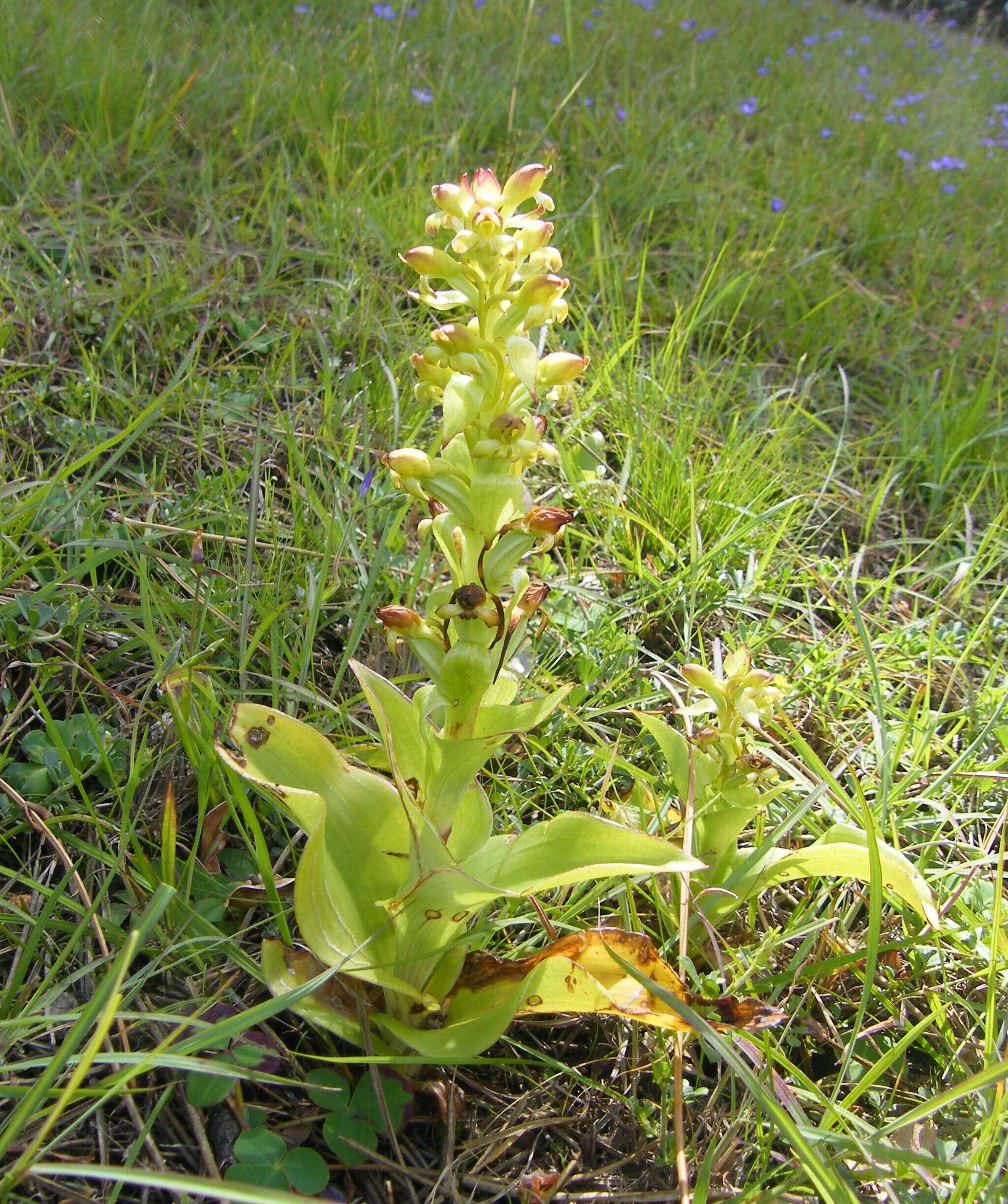 Image de Satyrium odorum Sond.