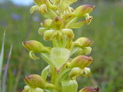 Image de Satyrium odorum Sond.