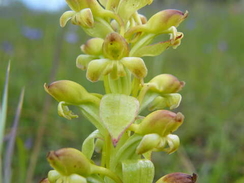 Image of Satyrium odorum Sond.