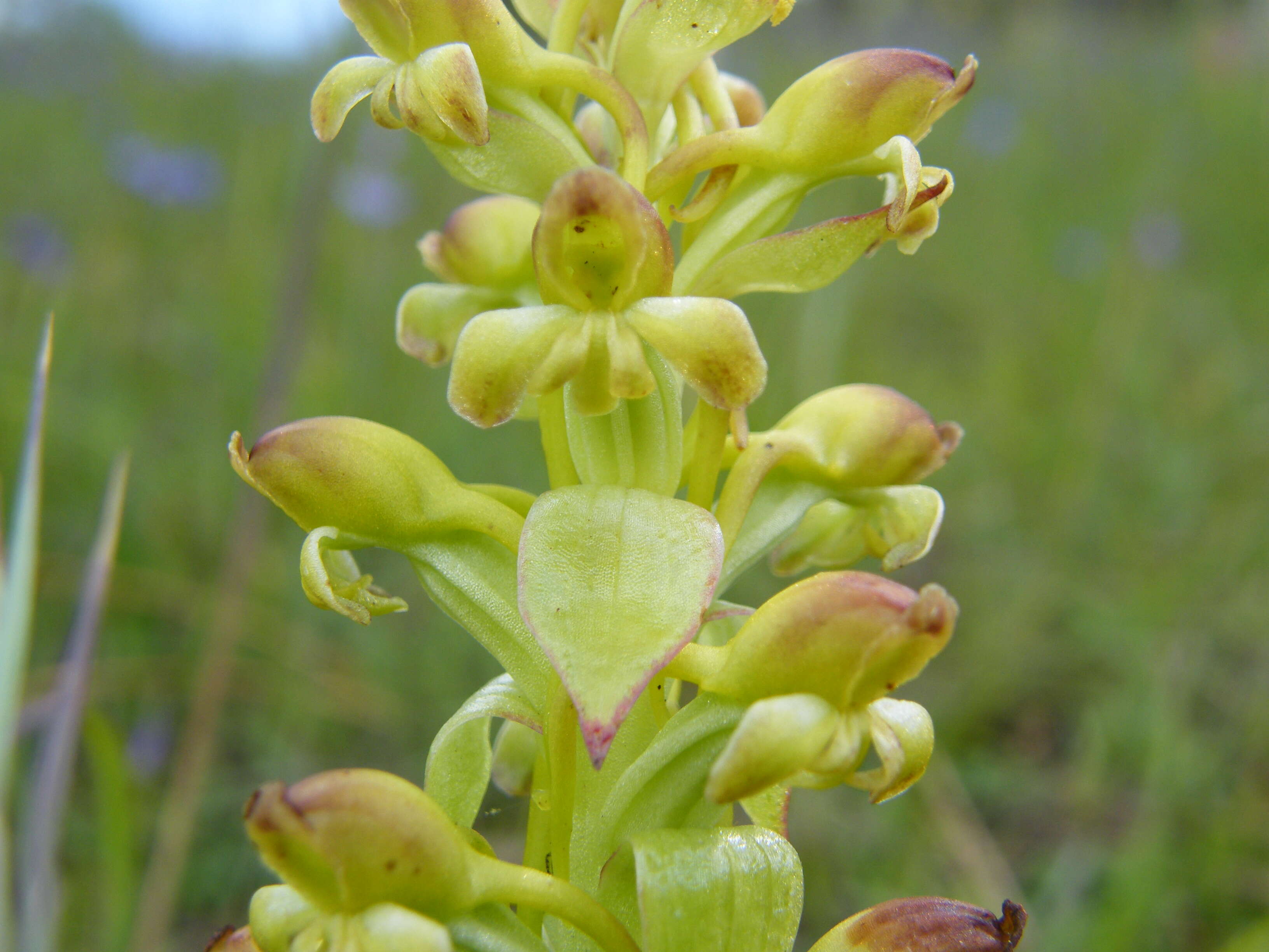 Image de Satyrium odorum Sond.