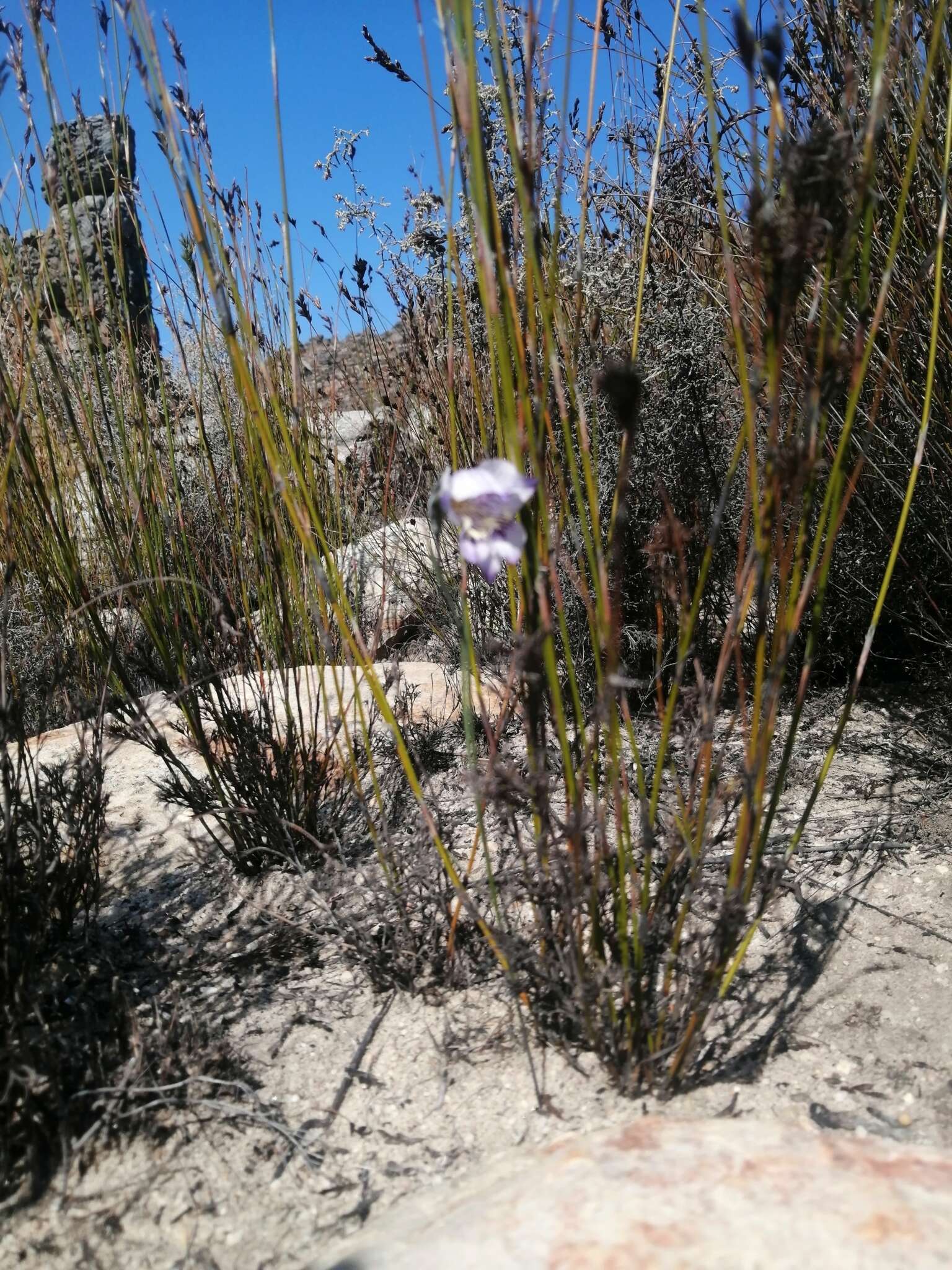 Imagem de Gladiolus taubertianus Schltr.