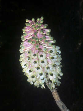 Image of Dendrobium smillieae F. Muell.