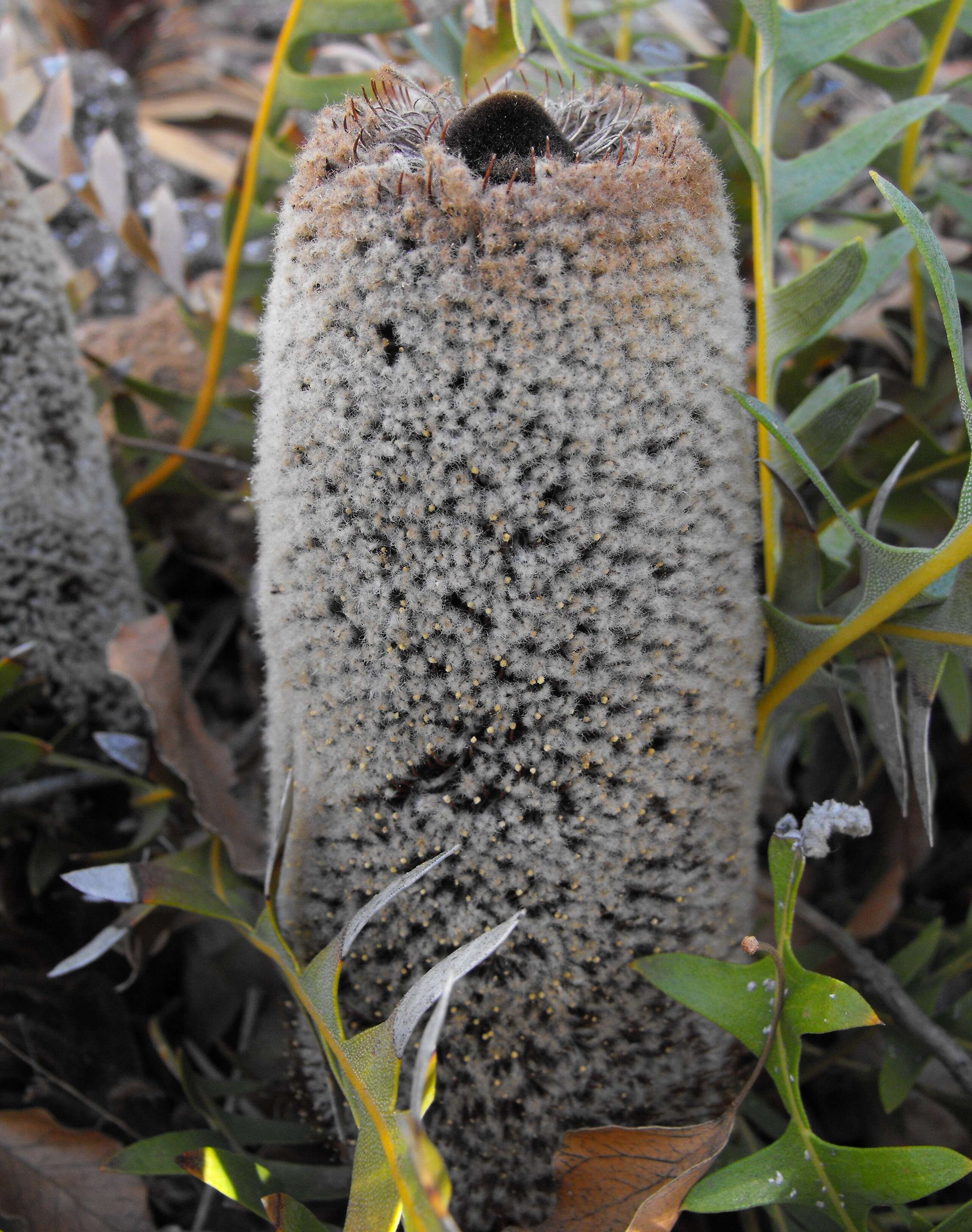 Image of Banksia blechnifolia F. Müll.