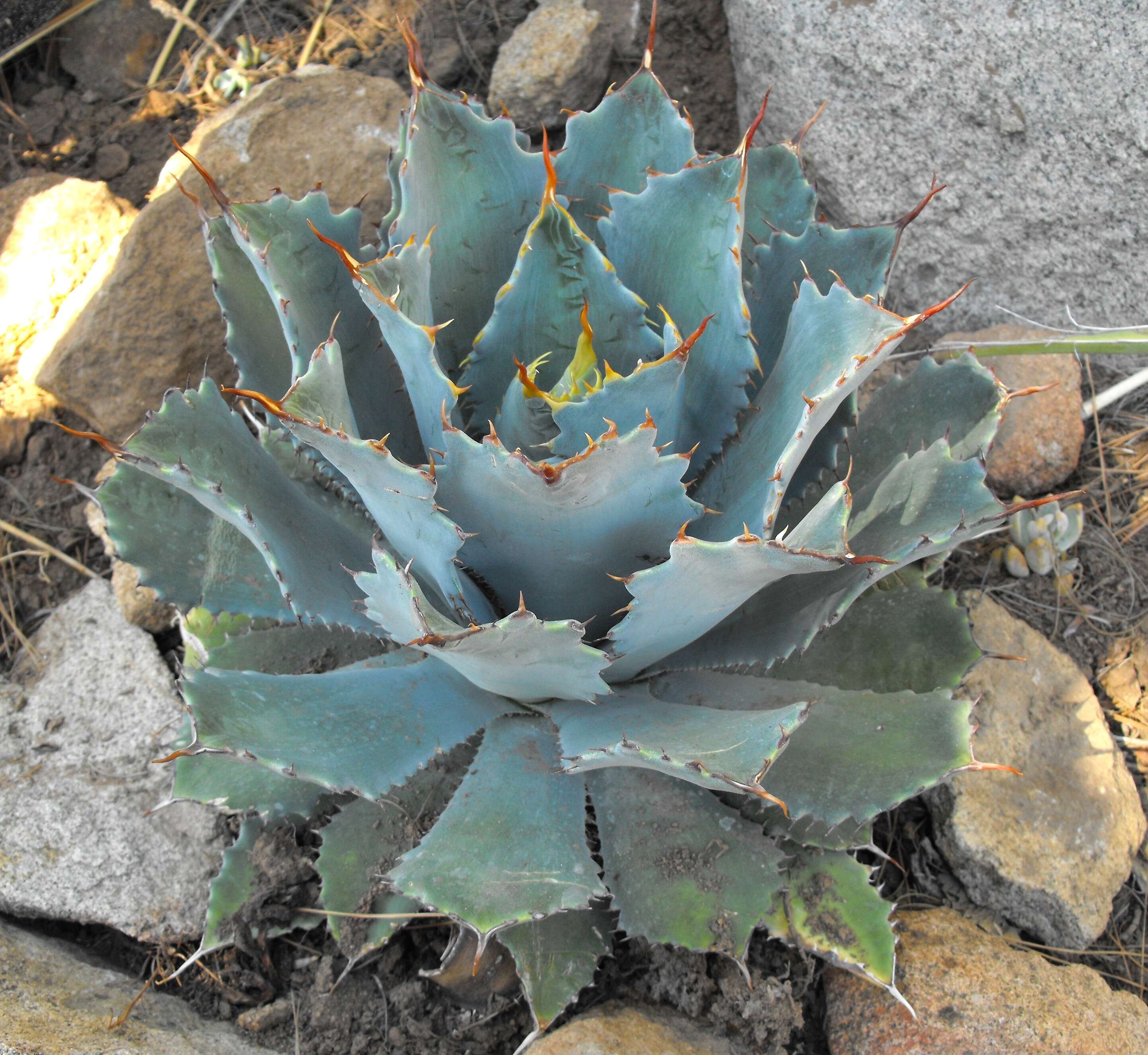 Plancia ëd Agave guadalajarana Trel.