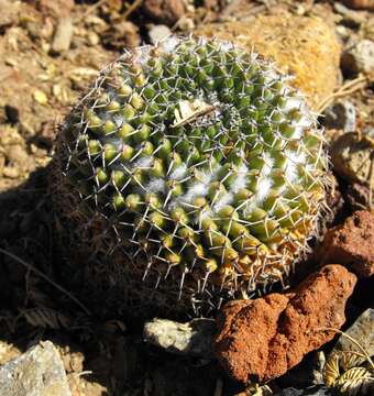 Image of Mammillaria marksiana Krainz