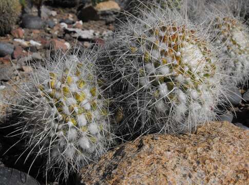 Image of Mammillaria muehlenpfordtii C. F. Först.